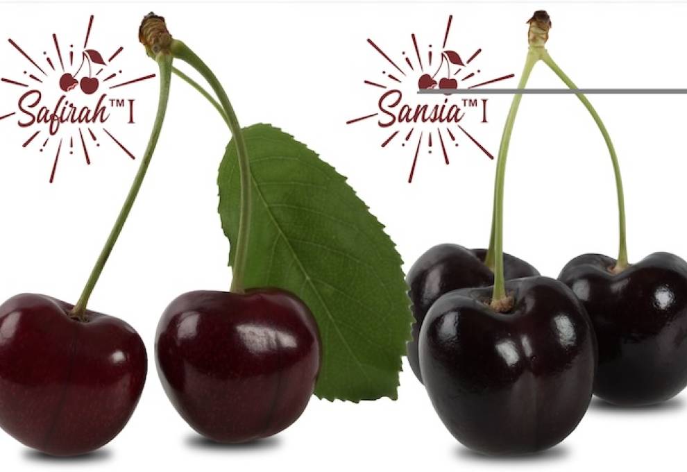 World Fresh Exports introduces new Canadian cherries to the world